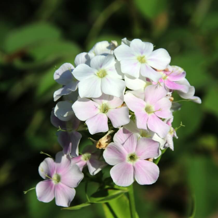 Cool Water Phlox